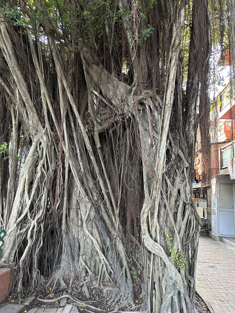 The Banyan of Mui Wo