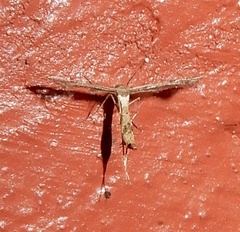 Lantanophaga pusillidactylus