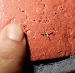 Lantanophaga pusillidactylus