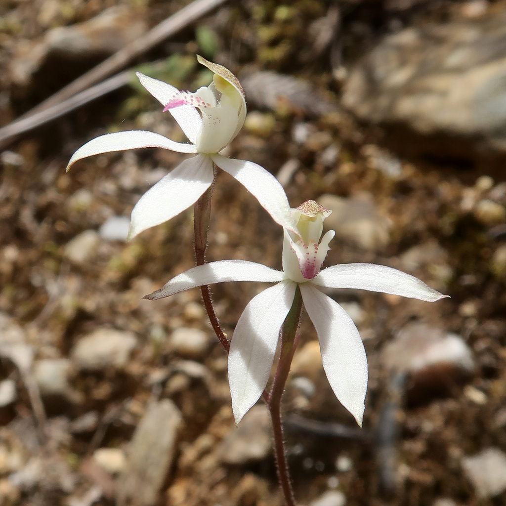 Caladenia gracilis