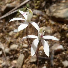 Caladenia gracilis