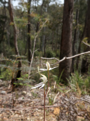 Caladenia gracilis