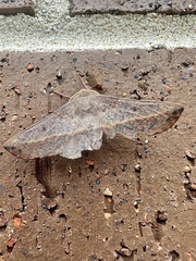 Antictenia punctunculus