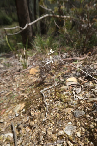 Image of Caladenia gracilis by no rights reserved