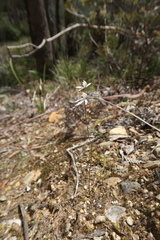 Caladenia gracilis