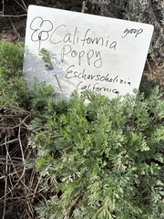 Eschscholzia californica