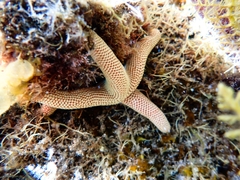 Pseudonepanthia troughtoni