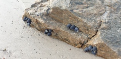 Nerita atramentosa