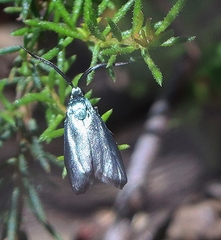 Pollanisus viridipulverulenta