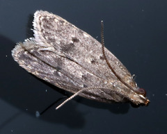 Gelechiidae