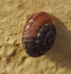 Xerotricha conspurcata