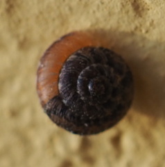 Xerotricha conspurcata