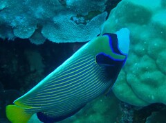 Pomacanthus imperator