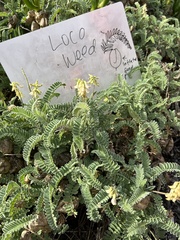 Astragalus nuttallii