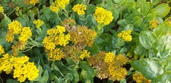 Senecio odoratus