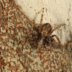 Stephanopis altifrons