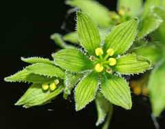 Veratrum dolichopetalum