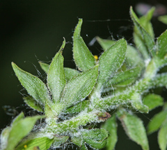 Veratrum dolichopetalum