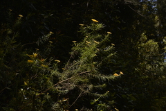 Cassinia telfordii