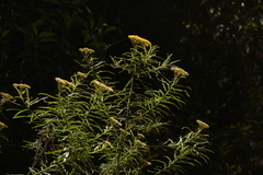 Cassinia telfordii