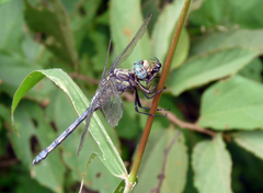 Orthetrum brachiale