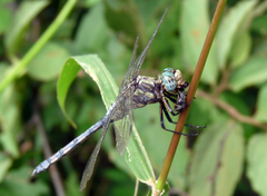 Orthetrum brachiale
