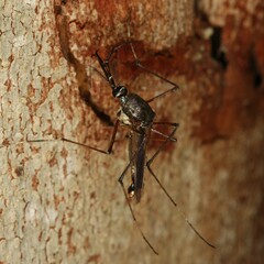 Toxorhynchites speciosus
