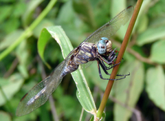 Orthetrum brachiale