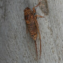 Birrima varians