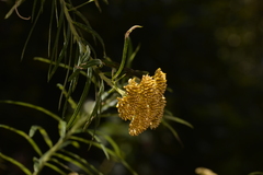 Cassinia telfordii