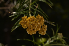 Cassinia telfordii
