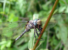 Orthetrum brachiale