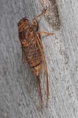 Birrima varians
