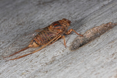 Birrima varians