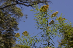 Cassinia telfordii