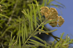 Cassinia telfordii