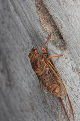 Birrima varians