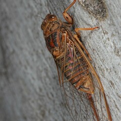Birrima varians