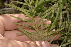 Cassinia telfordii