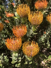 Leucospermum × hybridum