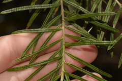 Cassinia telfordii