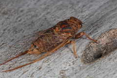 Birrima varians