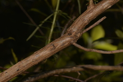 Cassinia telfordii
