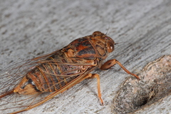 Birrima varians