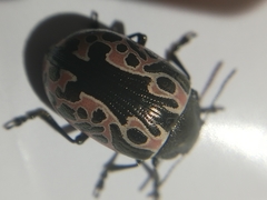 Calligrapha diversa