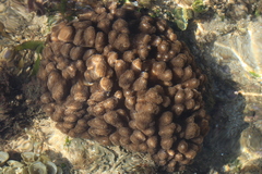 Cladiella