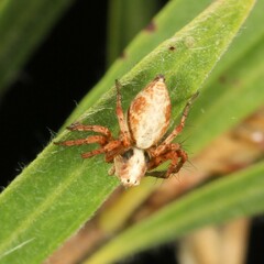 Oxyopes variabilis