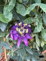 Passiflora × kewensis