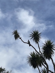 Todiramphus sanctus vagans