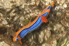 Chromodoris hamiltoni